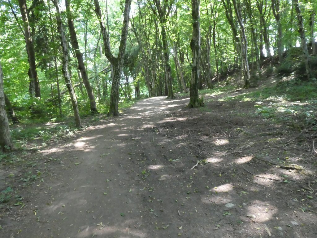 Gozd v bližini Partizanske ceste, Kranj